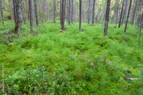 Forest in Finland at summer