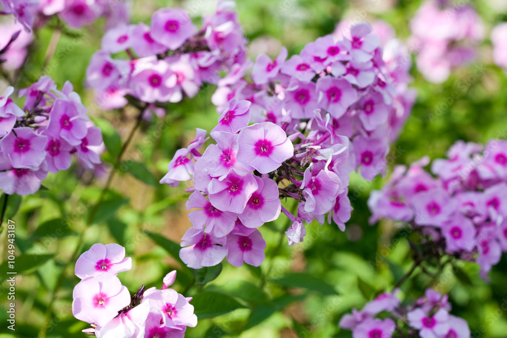 phlox