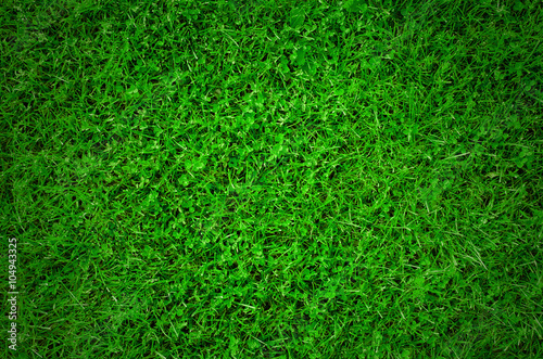 Green grass texture - Top view