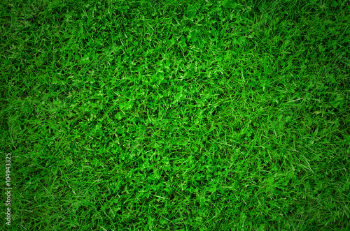 Wallpaper Mural Green grass texture - Top view Torontodigital.ca