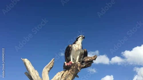 Osprey Pandion haliaetus eating fish close-up Florida USA