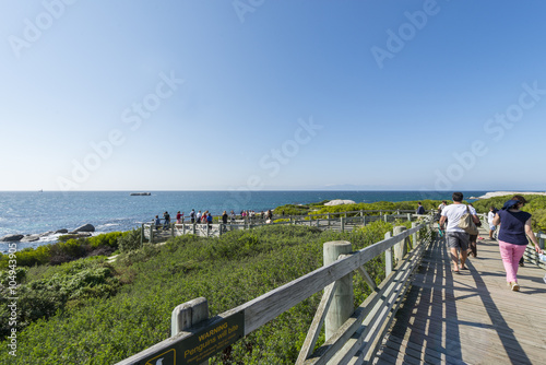 Boulders Beach, penguin habitat in Simons Town, close to Cape Town South Africa © softfocusphoto