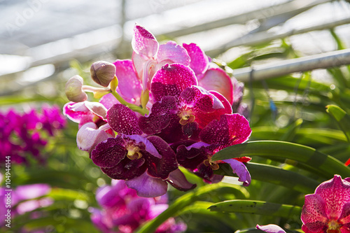 Fototapeta Naklejka Na Ścianę i Meble -  Bai Orchid and Butterfly Farm at Chiang Mai, Thailand