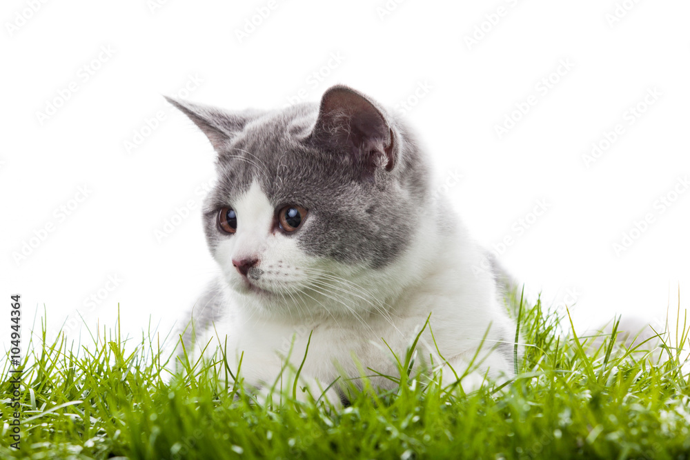young cat in the grass. Small gray kitten young cat in the grass. Small gray kitten