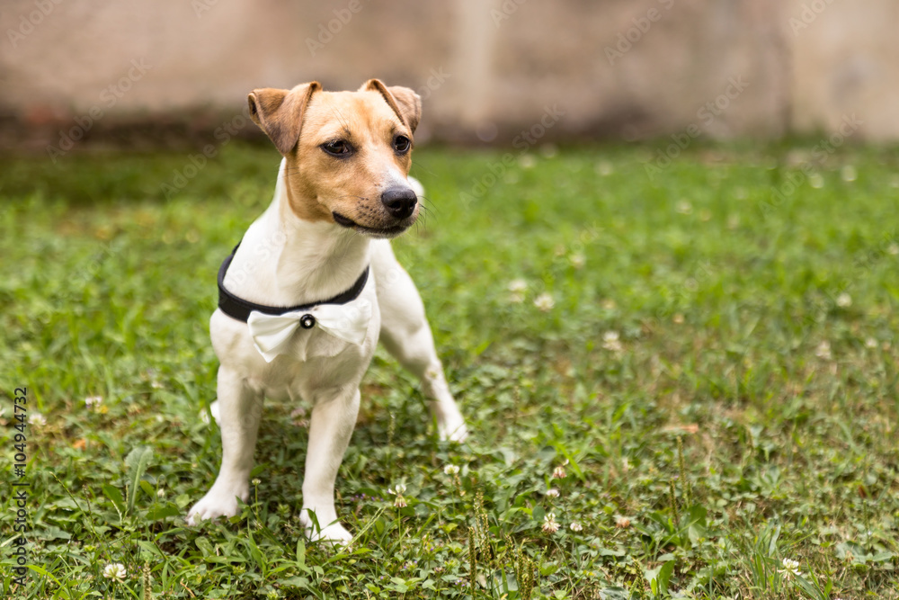  Jack russell terrier puppy standing on grass
