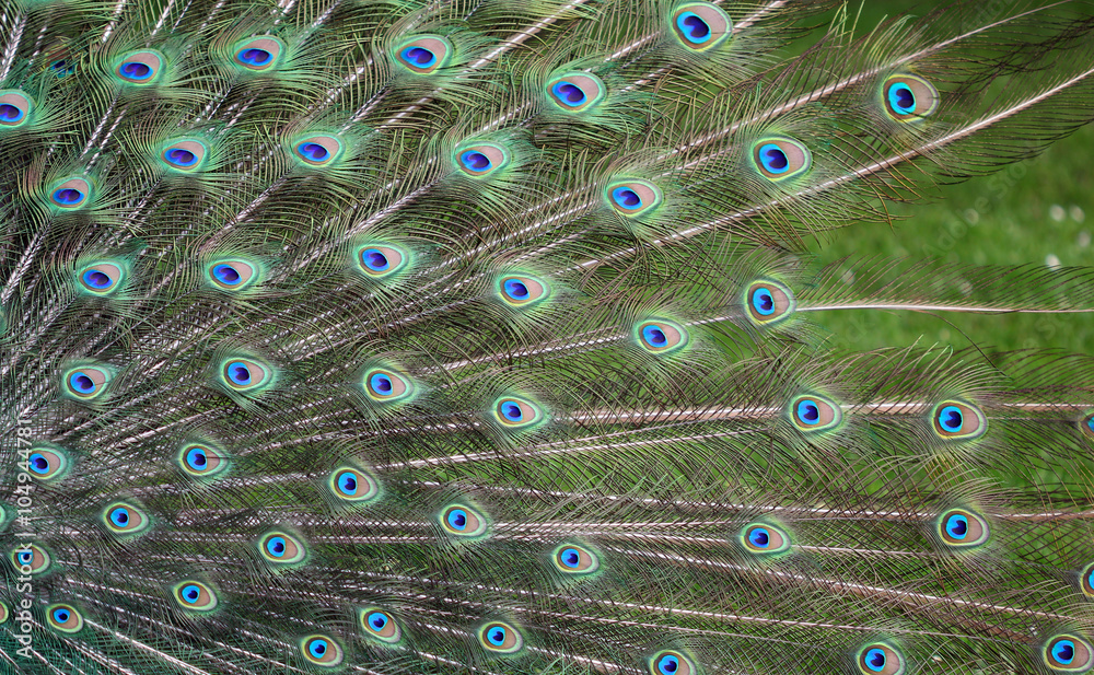 Obraz premium The texture of the peacock feather in the tail