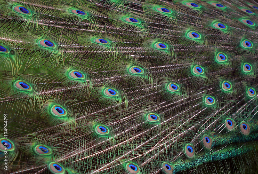 Obraz premium The texture of the peacock feather in the tail