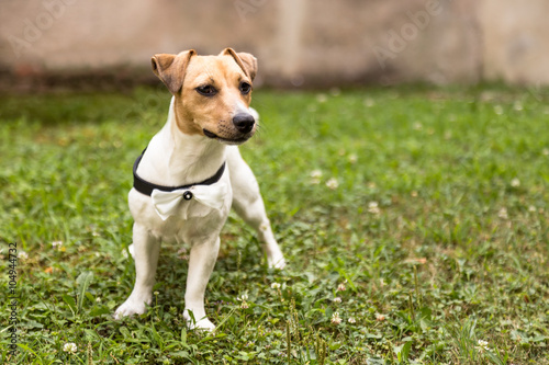  Jack russell terrier puppy standing on grass