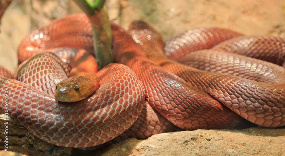 Fototapeta premium Snake Coiled Up