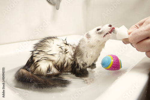 Rewarding of ferret during bathing in sink