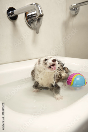 Deodorizing of ferret with special shampoo in sink