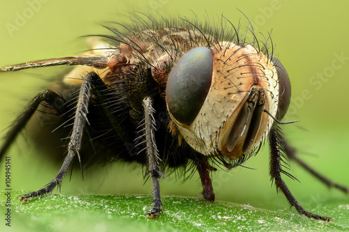 Extreme magnification - Fly on a leaf, side view © constantincornel