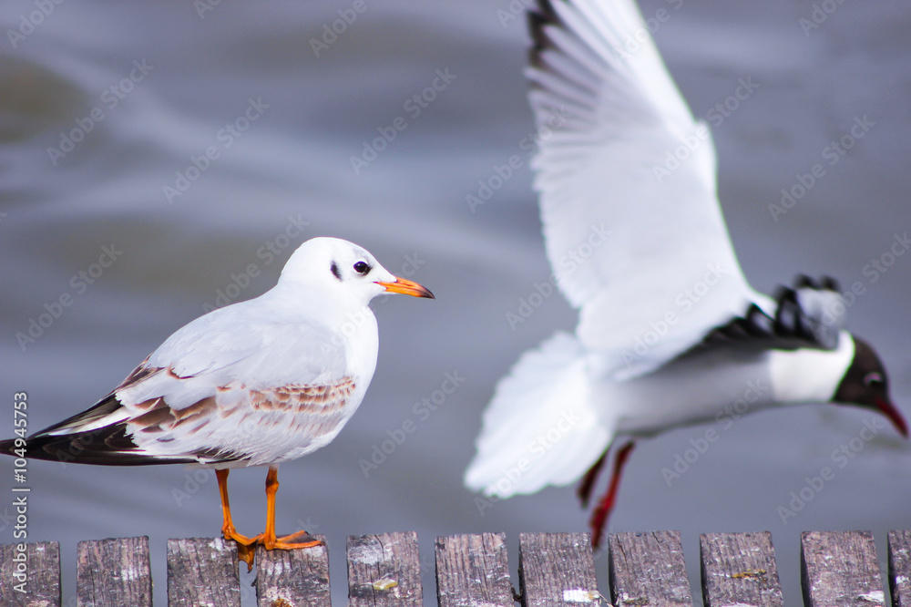 Obraz premium Gulls on a pier