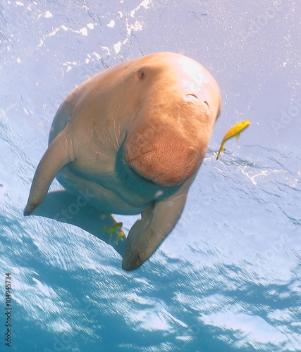 dugong