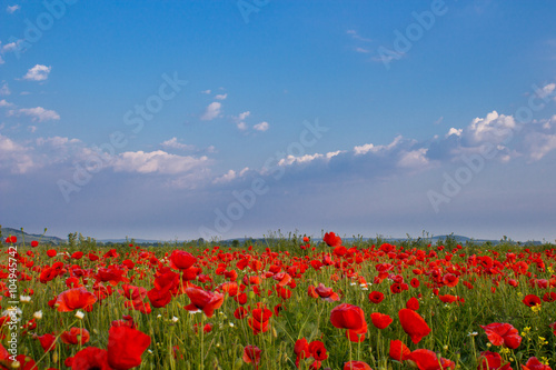 Field poppies bloom