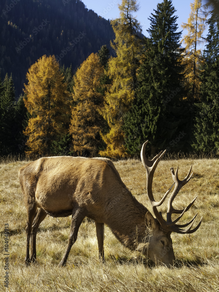 Naklejka premium Wild, adult dominant Cervus elaphus Red deer male