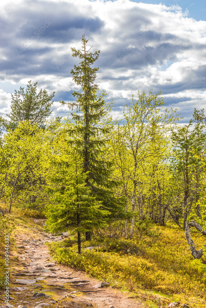 Obraz premium Wanderweg im Pyhä-Luosto National Park 3
