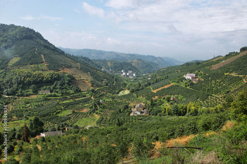 Kumquat trees plantation and valleys near Yangshuo,