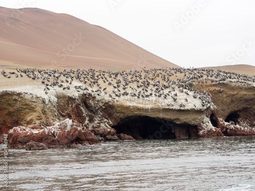 The Birds in Paracas