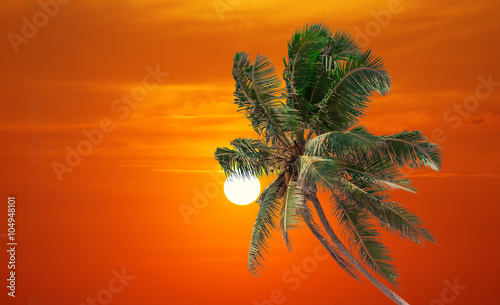 Sunrise and palm trees.