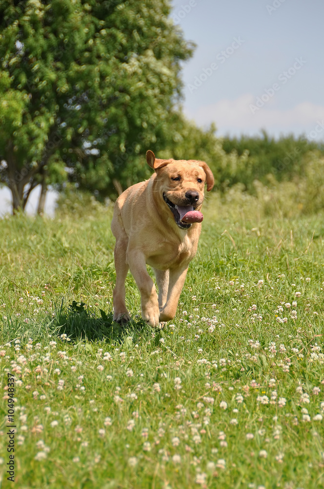 funny Labrador dog running on the grass