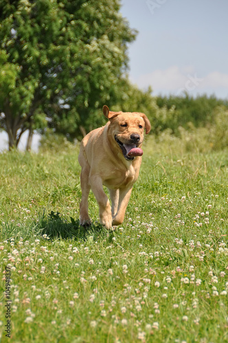 funny Labrador dog running on the grass