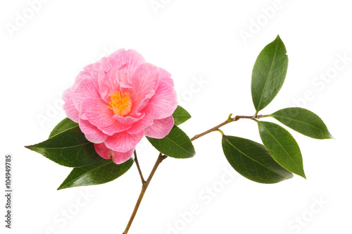Canvas Camellia flower and leaves