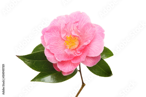 Fotografia Magenta Camellia flower