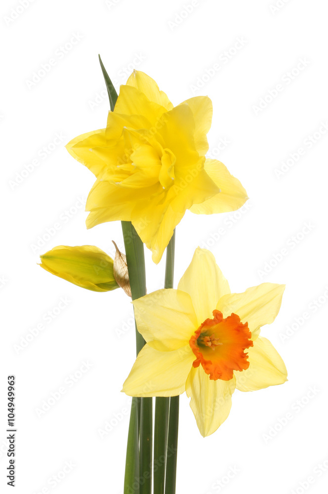 Daffodil flowers and bud