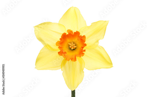 Orange centered Daffodil