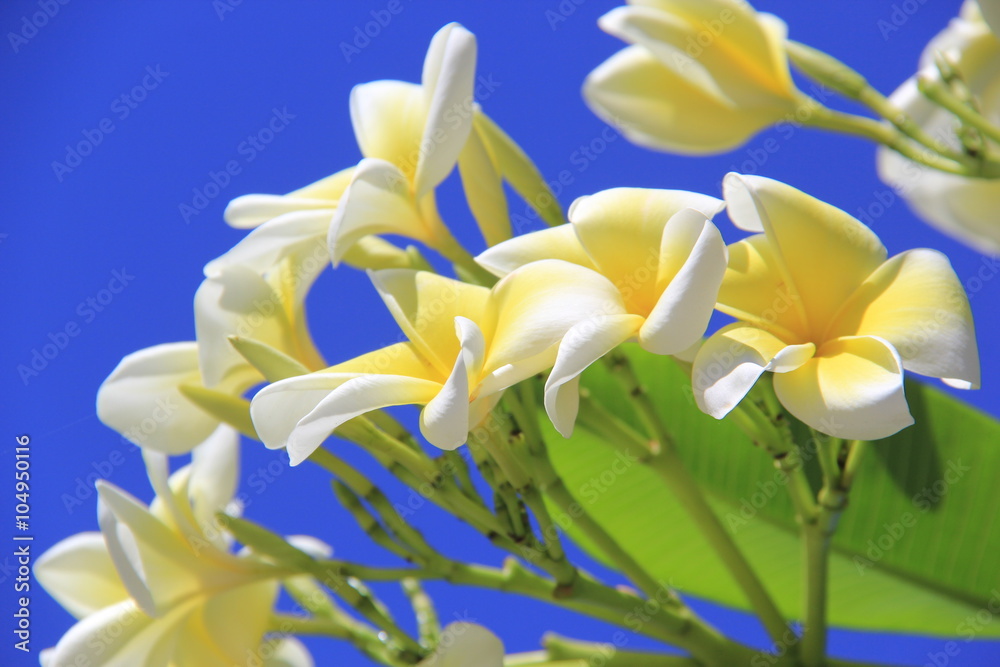 Fototapeta premium flowers