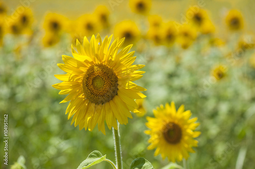 Close-up of sunflower blooming on field 