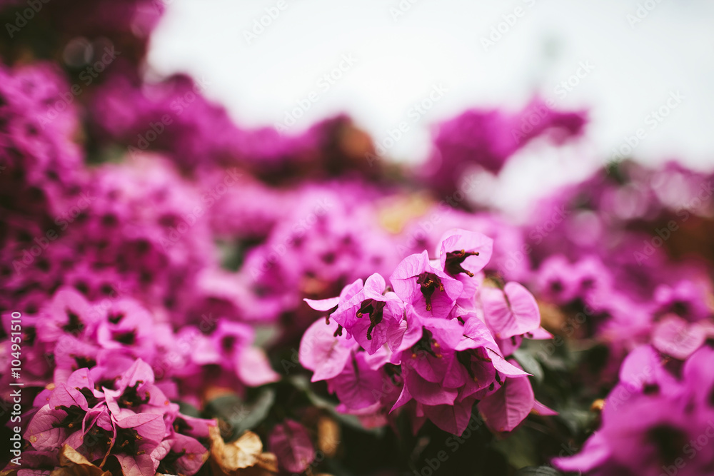 blooming bush with pink flowers blooming bush with pink flowers
