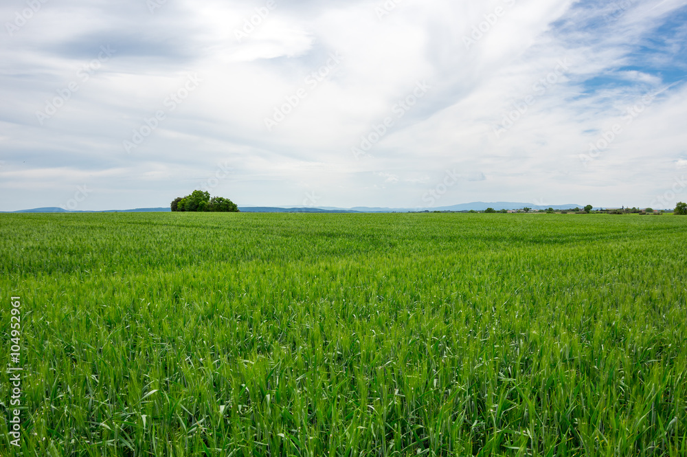 Fototapeta premium Fields of Provence