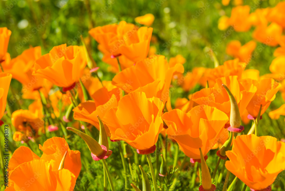 Orange poppies in a summer meadow on sunny day Orange poppies in a summer meadow on sunny day