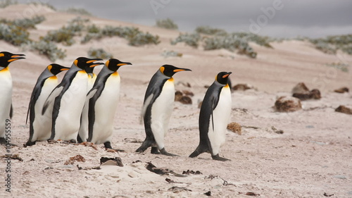 King & Gentoo penguin colony at Volunteer Point, Falkland Islands