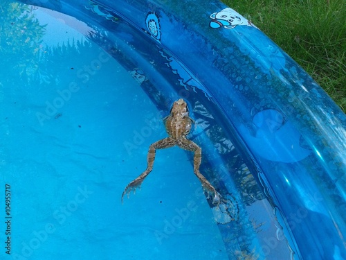 Frosch im Pool