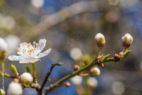 Aufgagangene Kirschblüte und noch geschlossene Knospen - Natur erwacht zum Leben