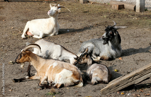 Herd of goats lives on a farm