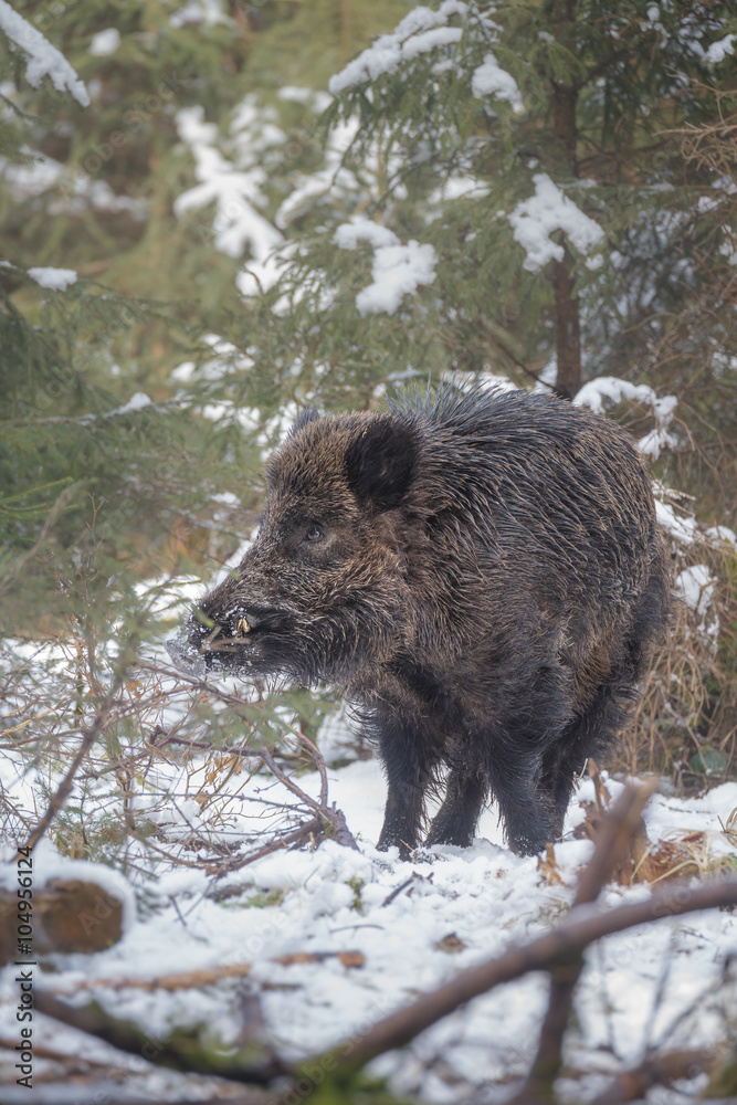 Wild boar in snow covered forest Wild boar in snow covered forest