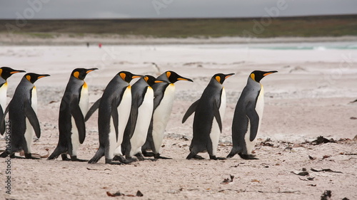 King & Gentoo penguin colony at Volunteer Point, Falkland Islands