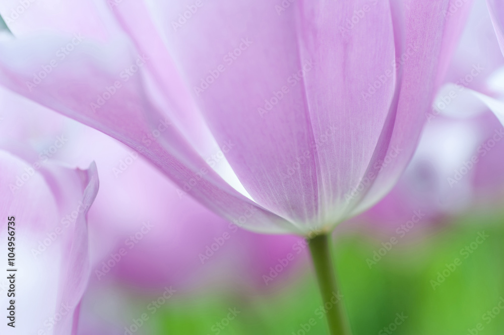 Fototapeta premium Light purple tulip close up