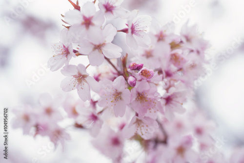 Light Sakura bloom close up with soft focus © jennyrainbow
