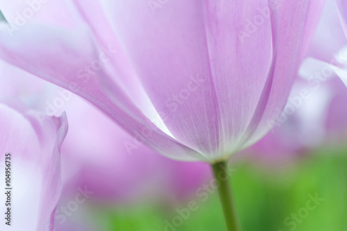 Light purple tulip close up