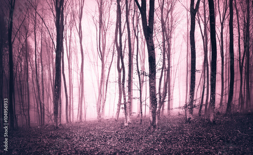 Violet colored dark foggy forest landscape.