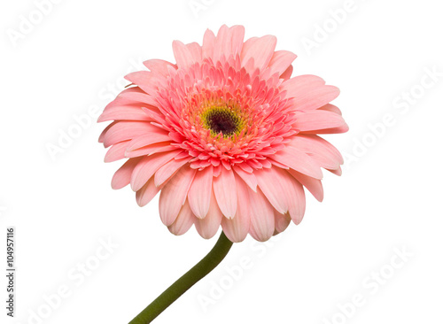 Flower pink gerbera
