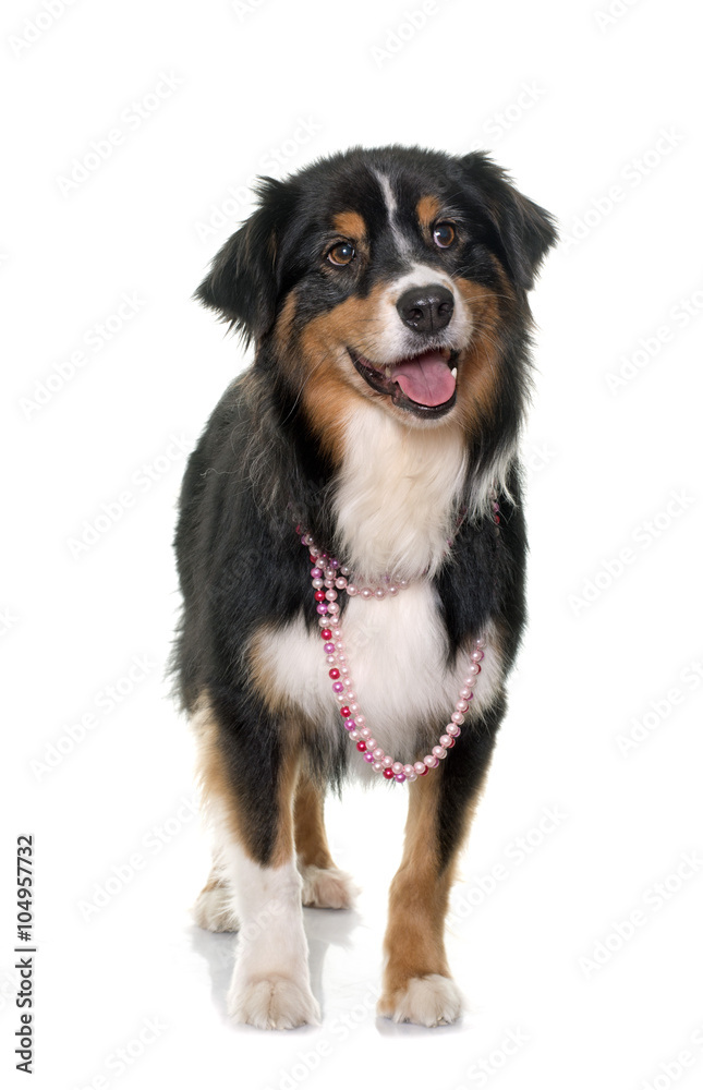 Fototapeta premium tricolor australian shepherd