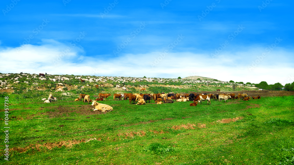 Herd of cows under a blue sky in green hills