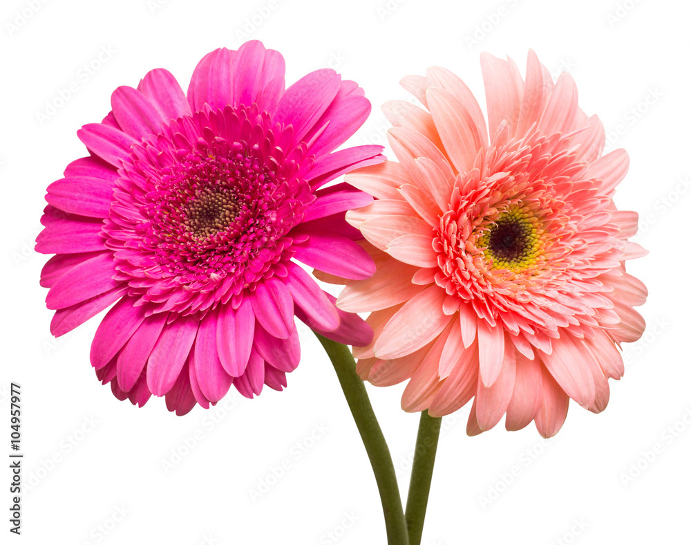 Two gerbera flowers Two gerbera flowers
