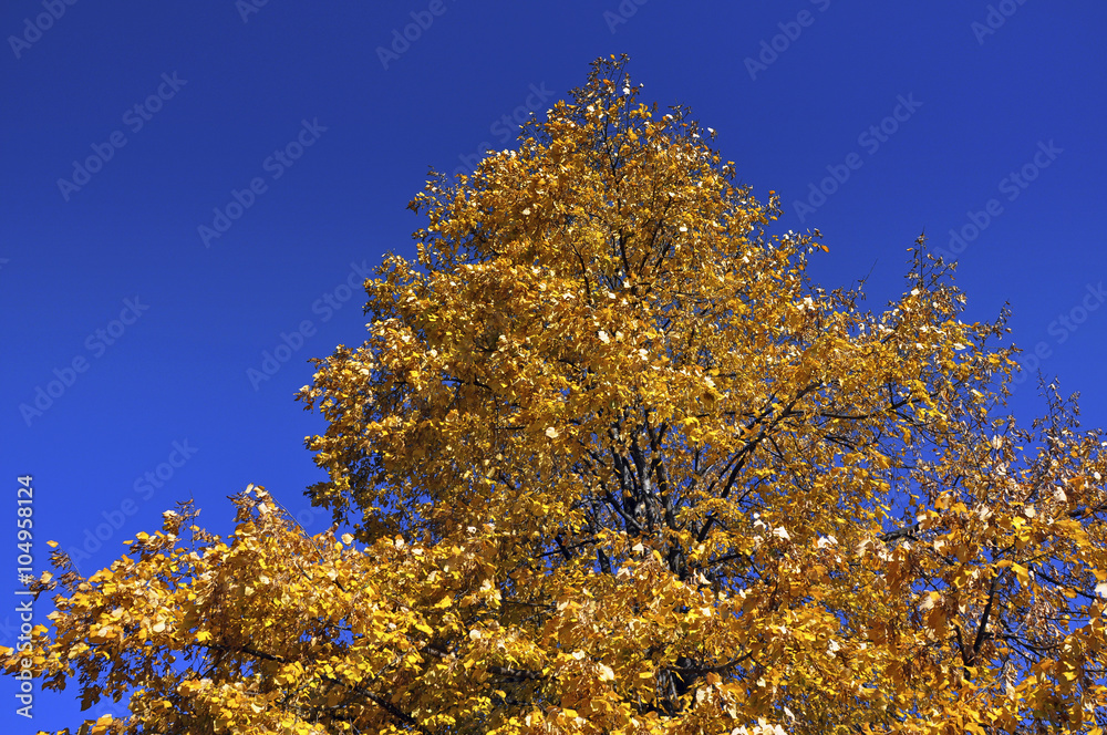 Fototapeta premium Autumn